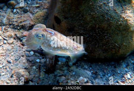 Mittelmeer Gemeine Tintenfisch isolierten Szene Stockfoto