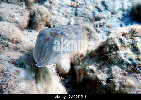 Mittelmeer Gemeine Tintenfisch isolierten Szene Stockfoto