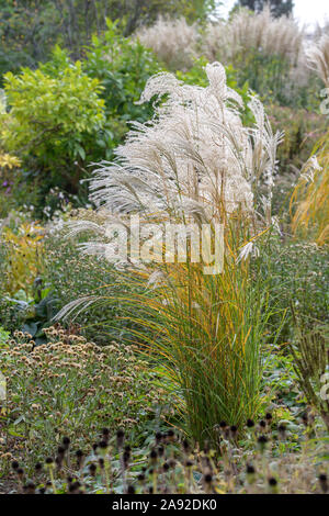 Chinaschilf (Miscanthus sinensis 'Kleine Fontäne') Stockfoto