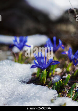 Frühling Blumen Stockfoto