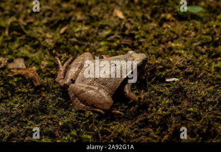 Dark-seitig Chorus Frosch (Microhyla heymonsi) von Cúc Phương Nationalpark, Provinz Ninh Binh, Vietnam. Stockfoto