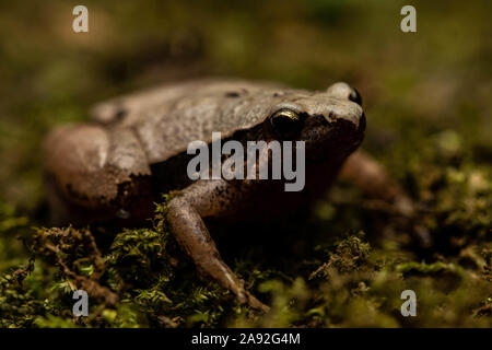 Dark-seitig Chorus Frosch (Microhyla heymonsi) von Cúc Phương Nationalpark, Provinz Ninh Binh, Vietnam. Stockfoto