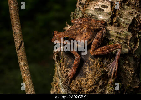 Die burmesische Treibend Frosch (Polypedates mutus) von Cúc Phương Nationalpark, Provinz Ninh Binh, Vietnam. Stockfoto