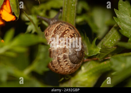 Die Schnecke unter den Blättern der 20-Blütenblatt orange Blumen in Mexiko Stockfoto