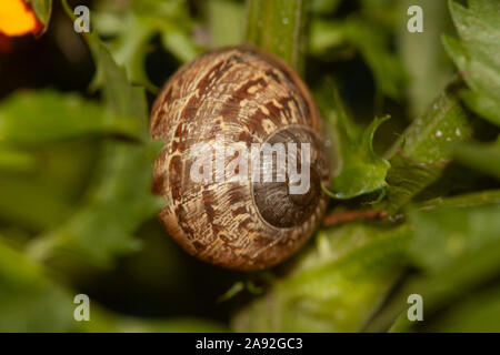 Schnecke in Ihrer Shell unter Blätter in Mexiko ausgeblendet Stockfoto