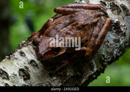 Die burmesische Treibend Frosch (Polypedates mutus) von Cúc Phương Nationalpark, Provinz Ninh Binh, Vietnam. Stockfoto