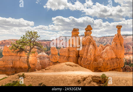 Hoodoos und ein einzelner Baum im Bryce Canyon, Utah Stockfoto