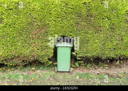 Grüne Mülltonne für Gartenabfälle in Hedge gespeichert Stockfoto