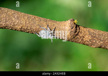 Grau Silber Pentatomidae Arten (allgemein bekannt als Bug, Jewel Bugs oder Schild-backed Bugs stinken) ruht auf einem Ast, Entebbe, Uganda Stockfoto