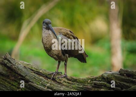 Close up Portrait von Chunky braun, grau und grün Vogel, Ibis hagedash, mit langen gebogenen Bill stehend auf einem Baum Rinde in einer Prager ZOO, Tschechische Republik. Stockfoto