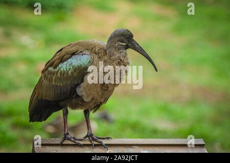 Portrait von Chunky braun, grau und grün Vogel, Ibis hagedash, mit langen gebogenen Bill stehend auf einem hölzernen Kasten an einem Prager ZOO, Tschechische Republik. Stockfoto