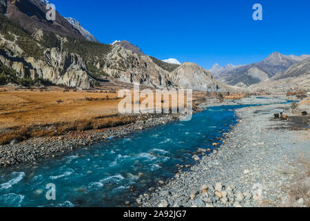 Yaks in den Manang Tal, Annapurna Circuit Trek, Himalaya, Nepal blicken. Trockene Landschaft. Kleine Strom von Wasser. Höhenlage in den Bergen rund um den v Stockfoto