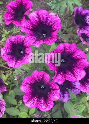 Lila und Violett gefärbt petunia Nahaufnahme Stockfoto