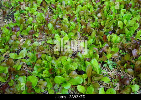 Anbau von Gemüse, rote Flügel Salat mix Stockfoto