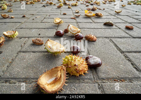 Conkers in offenen dornige Shell auf nassen dunklen Asphalt Stock. Stockfoto