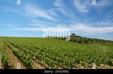 Weinberge in der Nähe von Brolio in den Hügeln des Chianti in der Toskana, Italien Stockfoto