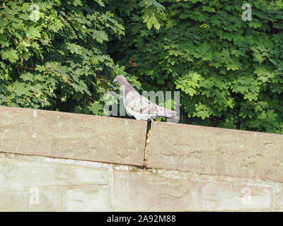 Inländische taube Tier der Stamm CHORDATA, clade Ornithurae, klasse Aves (Vögel) Stockfoto