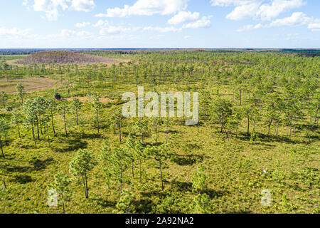 Florida, Three Lakes Wildlife Management Area WMA, nature Preserve Refuge natural Habitat Conservation, Prairie flachwood Pinien Saw Palmetto, Luft o Stockfoto