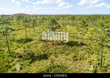 Florida, Three Lakes Wildlife Management Area WMA, nature Preserve Refuge natural Habitat Conservation, Prairie flachwood Pinien Saw Palmetto, Luft o Stockfoto