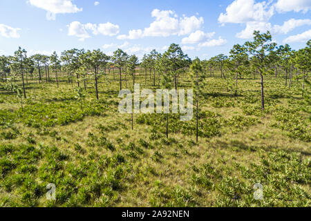 Florida, Three Lakes Wildlife Management Area WMA, nature Preserve Refuge natural Habitat Conservation, Prairie flachwood Pinien Saw Palmetto Luftbild, F Stockfoto