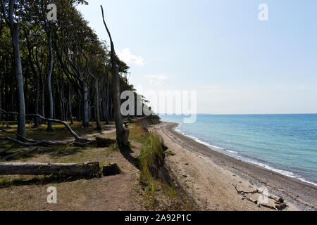 Ghost Holz (gespensterwald) am Strand von Nienhagen, Mecklenburg-Vorpommern, Ostsee, Deutschland Stockfoto