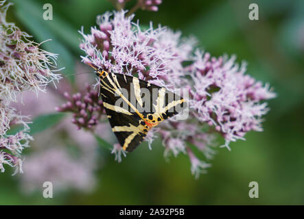 Jersey Tiger - Schmetterling - Euplagia quadrastripunctaria Stockfoto