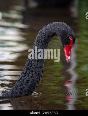 Ein Schwarzer Schwan in der Küstenstadt Exmouth in Devon, Großbritannien. Die Stadt ist bekannt für seine Bewohner schwarze Schwäne bekannt. Stockfoto