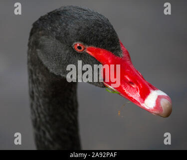 Ein Schwarzer Schwan in der Küstenstadt Exmouth in Devon, Großbritannien. Die Stadt ist bekannt für seine Bewohner schwarze Schwäne bekannt. Stockfoto