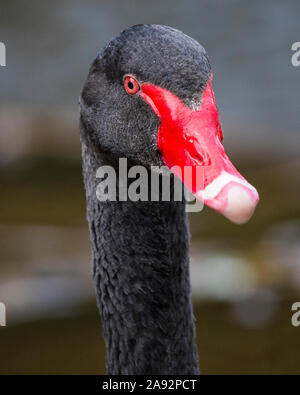 Ein Schwarzer Schwan in der Küstenstadt Exmouth in Devon, Großbritannien. Die Stadt ist bekannt für seine Bewohner schwarze Schwäne bekannt. Stockfoto