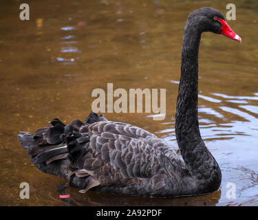 Ein Schwarzer Schwan in der Küstenstadt Exmouth in Devon, Großbritannien. Die Stadt ist bekannt für seine Bewohner schwarze Schwäne bekannt. Stockfoto