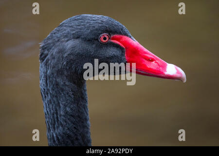 Ein Schwarzer Schwan in der Küstenstadt Exmouth in Devon, Großbritannien. Die Stadt ist bekannt für seine Bewohner schwarze Schwäne bekannt. Stockfoto