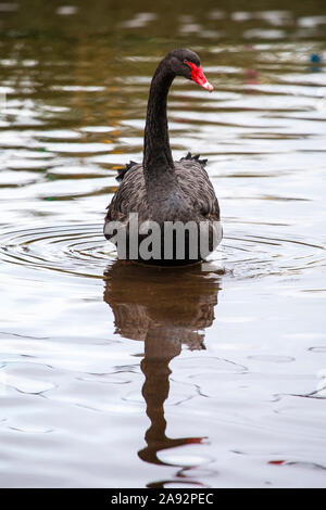 Ein Schwarzer Schwan in den Fluss in der Küstenstadt Exmouth in Devon, Großbritannien. Die Stadt ist bekannt für seine Bewohner schwarze Schwäne bekannt. Stockfoto