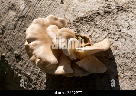 Pilz auf Holz am Gespensterwald, Nienhagen, Mecklenburg-Vorpommern, Ostsee, Deutschland Stockfoto