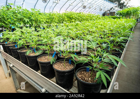 Junge Cannabispflanzen, die in einem Gewächshaus unter natürlicher und künstlicher Beleuchtung wachsen; Cave Junction, Oregon, Vereinigte Staaten von Amerika Stockfoto