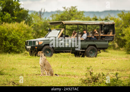 Cheetah (Acinonyx jubatus) sitzt auf Gras mit Safari-Fahrzeug und Touristen dahinter, Cottars 1920s Safari Camp, Maasai Mara National Reserve; Kenia Stockfoto