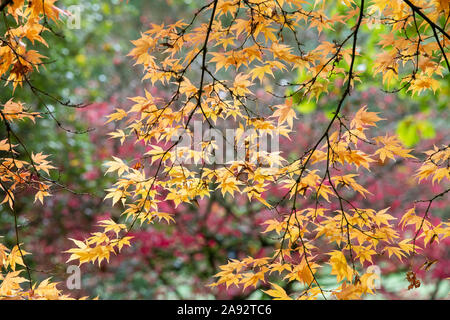 Acer palmatum 'Amoenum'. Japanischer Ahorn Baum im Herbst Stockfoto