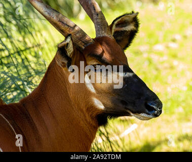 Östlichen Bongo in Paignton Zoo, Devon, Großbritannien Stockfoto