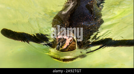 Pinguin Schwimmen in der Sonne an der Zoo von Newquay in Cornwall, Großbritannien Stockfoto