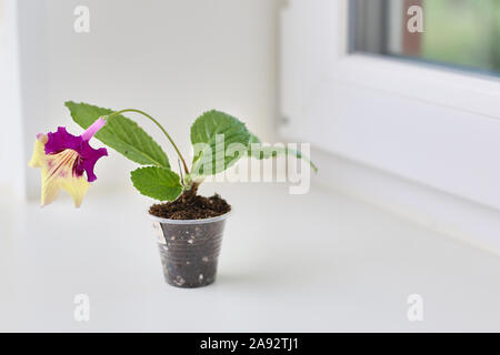 Blumen auf der Wiese. grünes Gras. Horizontale erschossen. Rot streptocarpus home Anlage in braun Ton Blumentopf Stockfoto