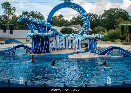 Orlando, Florida. November 06, 2019. Delphine Tanz mit Trainer in Seaworld Stockfoto