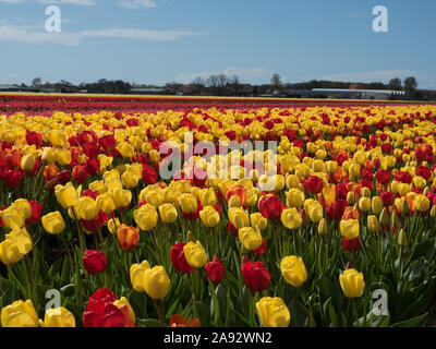 Tulpen blühen auf einem Feld in der Nähe von der Glühbirne Hillegom, Niederlande Stockfoto