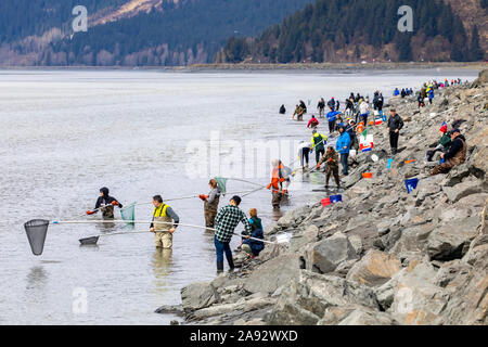 Menschen, die nach Hooligan in Turnagain Arm tauchen, direkt neben dem Seward Highway in Süd-Zentral-Alaska, südlich von Anchorage. Die Hooligan sind migrati... Stockfoto