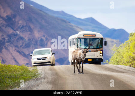 Ein Bulle caribou (Rangifer tarandus) mit Geweih noch in Samt blockiert den Verkehr auf der Parkstraße im Denali Nationalpark und Preserve. Alaska Im Landesinneren Stockfoto