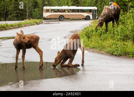 Zwei Elchkälber (Alces alces) trinken an einer Straßenpfütze im Denali National Park und bewahren sie auf. Der Kuhelch ist hinter ihnen, wie auch der Verkehr auf dem Park... Stockfoto