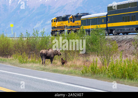 Kuhelche (Alces alces) mit ihrem neugeborenen Kalb stehen zwischen dem Seward Highway und der Alaska Railroad-Bahnstrecke, südlich von Anchorage, Südcent... Stockfoto