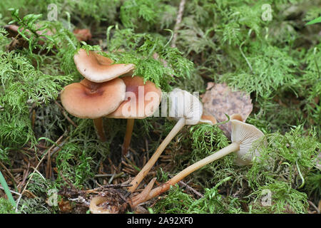 Gymnopus dryophilus, auch bekannt als Collybia dryophila, allgemein die Rotbraun Toughshank Pilz namens Stockfoto