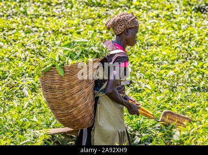 Frau, die Tee auf einer Plantage erntet, Kibale National Park; westliche Region, Uganda Stockfoto