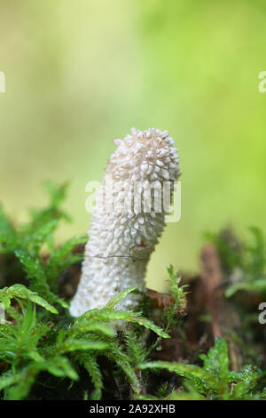 Lycoperdon perlatum, bekannt als die gemeinsame puffball oder Warted puffball, wilde Pilze aus Finnland Stockfoto