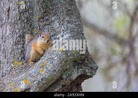 Kaukasisches Eichhörnchen, Sciurus anomalus Stockfoto