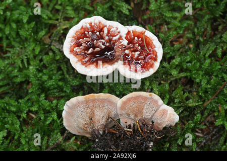 Hydnellum peckii, wie Erdbeeren mit Sahne bekannt, die Blutungen und das Bluten Hydnellum Zahn Pilze, Wild Mushroom aus Finnland Stockfoto